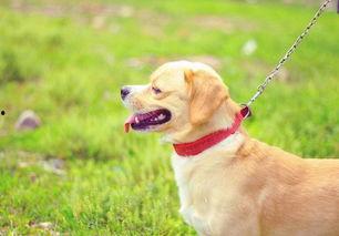 狗狗最新爆料图片大全大图,萌态百出，萌图大赏